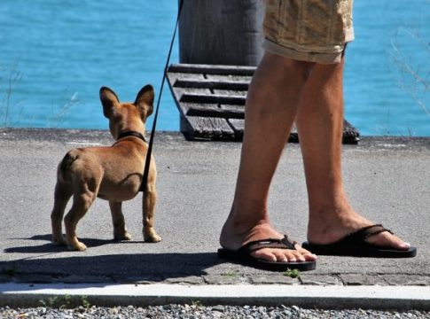 Após acidente causado por cão, motociclista deve ser indenizado pelo dono do animal