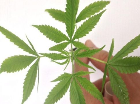 Anvisa fará consultas públicas sobre regulamentar a maconha medicinal
