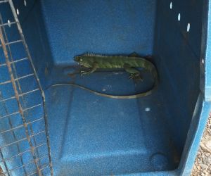 Iguana passeia por hospital e é capturada pela PMA