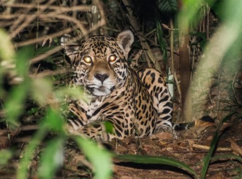 Cães salvam homem de ataque de onça em Porto Murtinho
