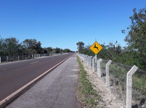 Cercas para evitar mortes de animais na BR-262 são instaladas, mas motoristas questionam