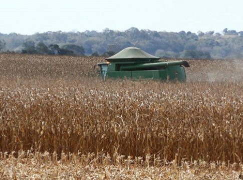 Safra recorde de milho pode ser ainda maior em MS: 11 milhões de toneladas