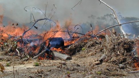 Governo estuda veto a fogo em período seco na Amazônia