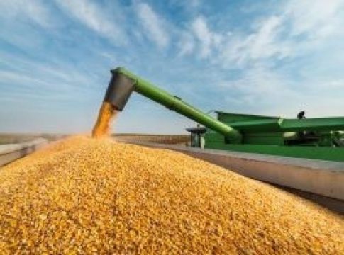 Com aumento de 64%, safra de milho fecha com 12 milhões de toneladas