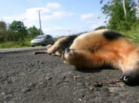 Governo trabalha para reduzir o atropelamento de animais em rodovias