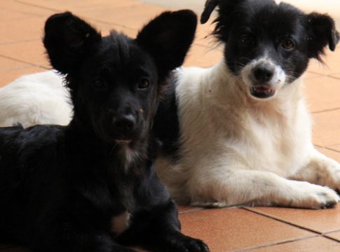 Dezembro vai ser mês de campanha contra abandono de animais