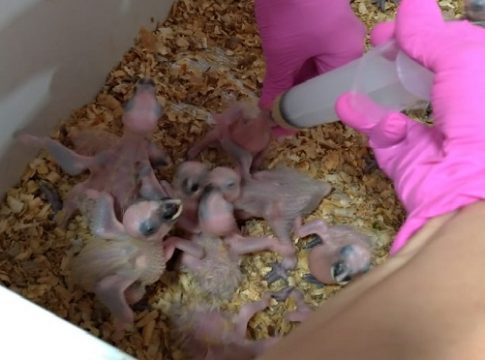 Filhotes de papagaios apreendidos em Bataguassu já estão sendo tratados no CRAS