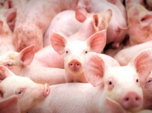 Para ampliar cadeia produtiva, Governo vai moldar suinocultura em regras similares ao Precoce MS