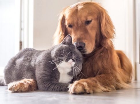 Governador sanciona lei que permite animais domésticos em hospitais públicos e privados