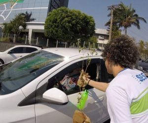 Mais de 5 mil mudas de ipês serão distribuídas em MS
