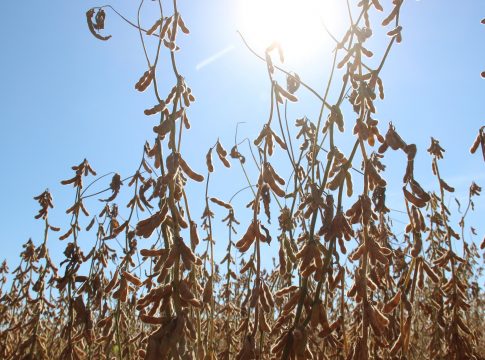 Iagro alerta produtores para obrigatoriedade do cadastro da área onde será plantada soja em MS