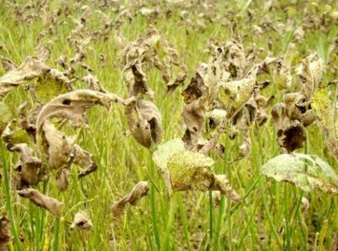 O lançamento do Programa Estadual de Manejo Integrado de Pragas é destaque no MS no Campo