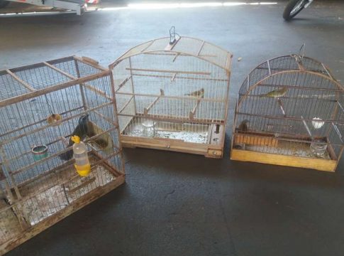 Homem é multado em R$ 2 mil por manter pássaros em cativeiro