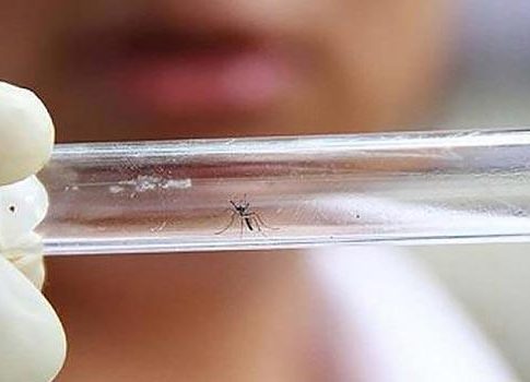 Pesquisa: vírus Zika traz prejuízos motores e de memória a adultos