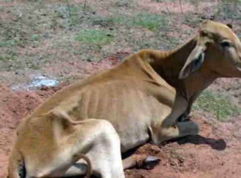 Gado é abandonado sem pastagem e rebanho pode ser sacrificado