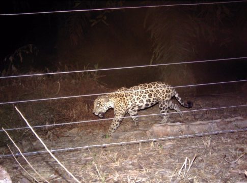 Belgo Arames associa-se à ONG Panthera Brasil para preservação da onça-pintada (Panthera onca) no Pantanal