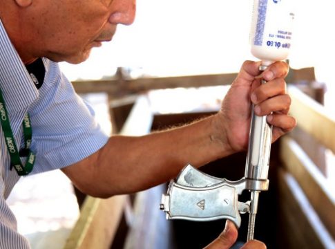 Iagro define calendário de vacinação contra febre aftosa em Mato Grosso do Sul