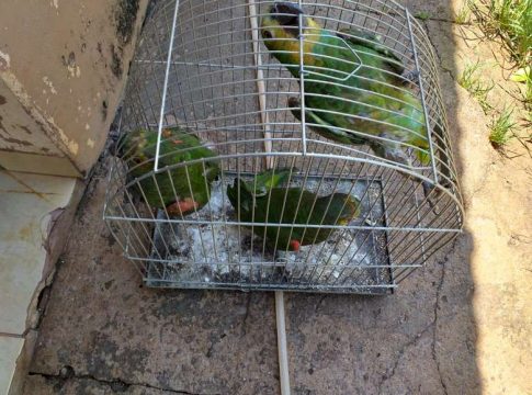 Papagaios são encontrados com asas cortadas e mulher é multada em R$ 16,5 mil
