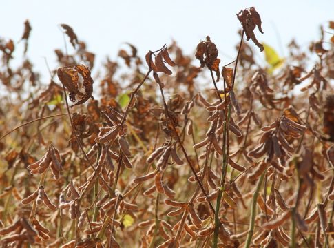 Iagro fecha relatório da fiscalização do vazio sanitário em Mato Grosso do Sul