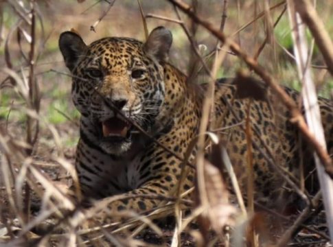 Onças reaparecem e são alívio para quem viu fogo devastar Pantanal