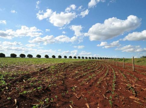 Região sul lidera plantio da soja no Estado puxada por Laguna Carapã