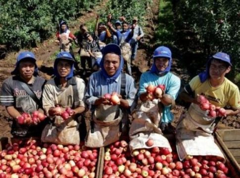 De MS, 4 mil índios vão à SC e RS para trabalhar em colheitas de maçã