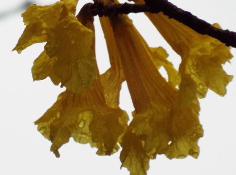 Quarta-feira de céu nublado e chuvas isoladas no Estado