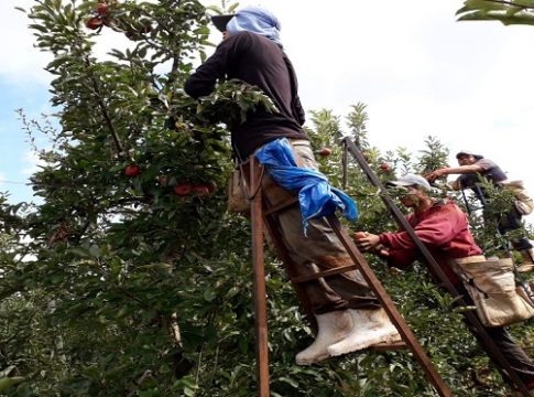 Iguatemi tem 208 vagas exclusivas para indígenas atuarem no cultivo de maçã no Rio Grande do Sul