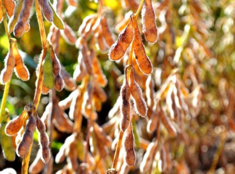 Prazo para cadastro das áreas de cultivo de soja em MS termina dia 10 de janeiro