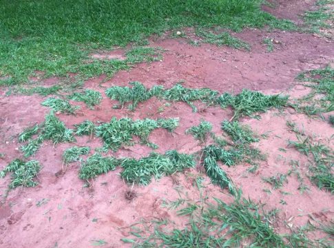 Indígena é preso após polícia flagrar plantação de maconha em aldeia