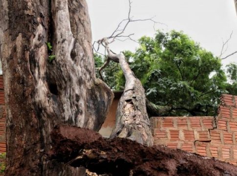 Árvore de seis metros quebra muro e atinge quarto durante a chuva