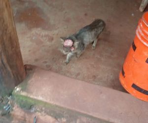 Moradora encontra gato com os olhos arrancados e ferimento na cabeça