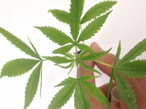 Anvisa aprova regulamentação de produtos à base de maconha