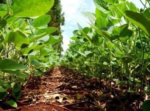 Clima é favorável para safra de soja em Mato Grosso do Sul