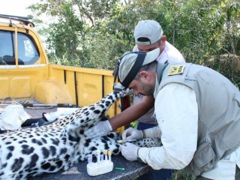 Em temporada de captura de onças, pesquisadores dormem em alerta