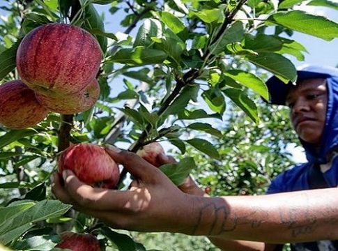 Colheita de maça em SC e RS deve gerar emprego para 5 mil índios do Estado nesta safra