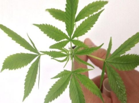 Estudo contesta uso de maconha no tratamento da dependência de cocaína