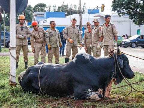 Se dono não aparecer touro capturado na Gury Marques será doado