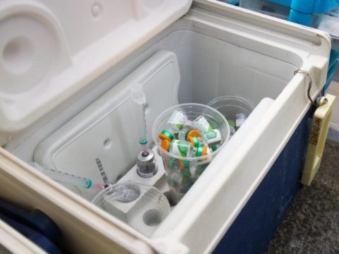 Vacina mais eficaz contra pneumonia é testada em humanos
