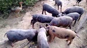 Vizinho se irrita e atira contra idoso por mutilar porcos com facão