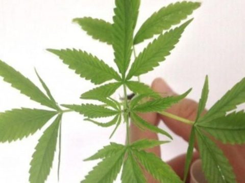 Fabricação e venda de produtos derivados da cannabis entram em vigor