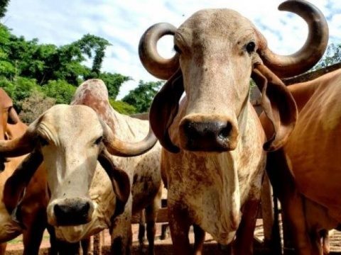 Decreto classifica 13 municípios de fronteira em MS como alto risco sanitário