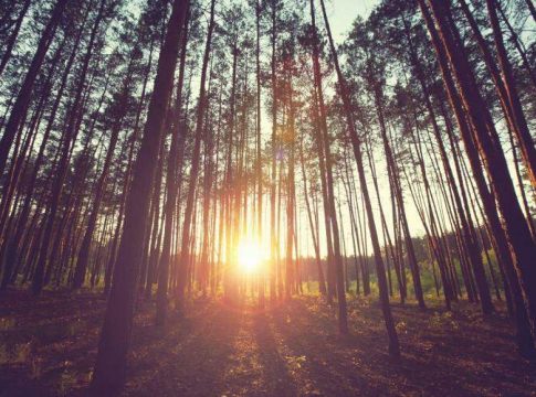 Desde 2000, lavoura e eucalipto avançaram sobre 16 “São Paulos” em MS