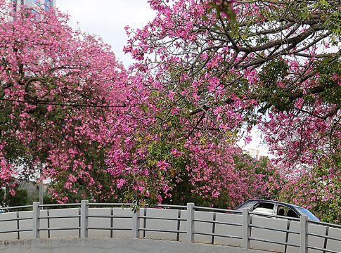 Mato Grosso do Sul terá quinta-feira de tempo seco e mínima de 6°C
