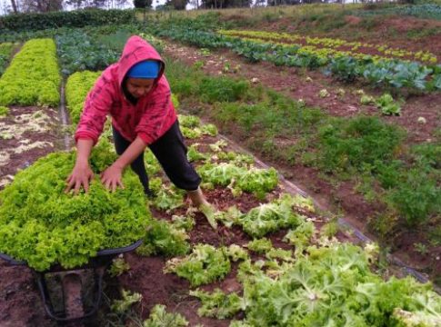 Covid-19: com prorrogação, agricultura familiar ganha fôlego para pagamento do financiamento do crédito rural