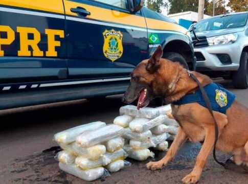 Cão da PRF encontra 25,5 quilos de maconha em tanque de combustível