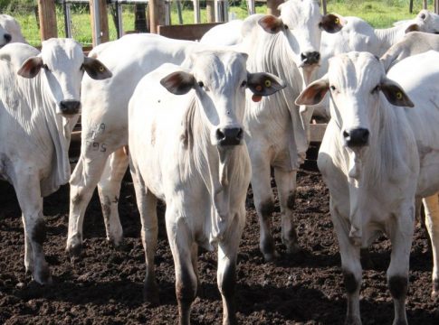Produtor rural tem até o final do mês para atualizar cadastro de propriedades e estoques no Proacap