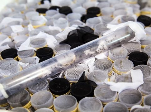 Com 34 óbitos, dengue também traz preocupação a MS