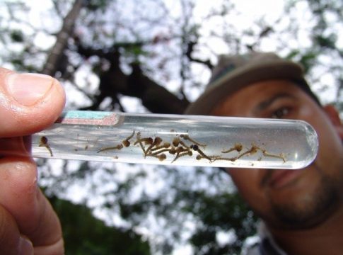 Ofuscada pelo coronavírus, dengue já tem 34 mortes e se torna ‘doença silenciosa’