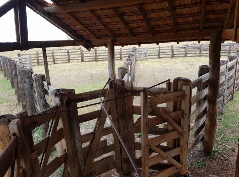 Idoso morre em hospital após ser pisoteado por gado em curral de fazenda